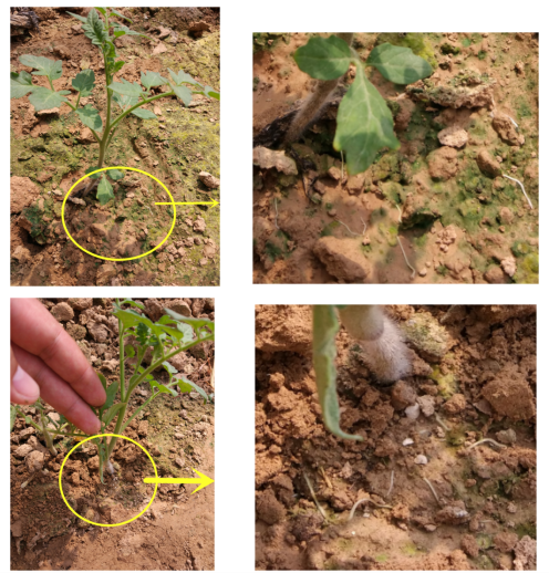 1513324378412361KzoE.png blob.png