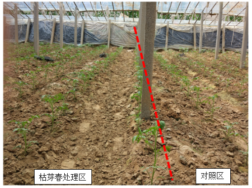 15133244368765159AGH.png blob.png