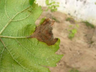 1513327344591754BJxs.jpg 圖片51.jpg