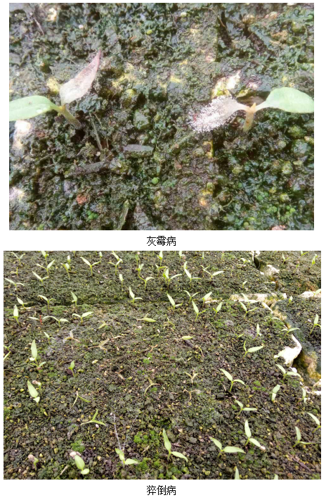 1513331624583317uAUk.png blob.png