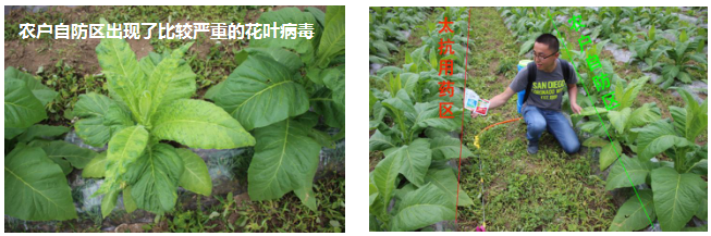 15133335828594880Vbx.png blob.png