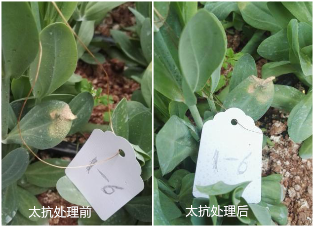 1514429029919936O0ii.png 圖片6.png