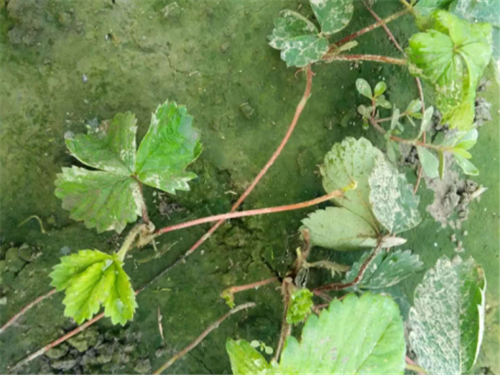 1530084828903187m23W.png 圖片5.png