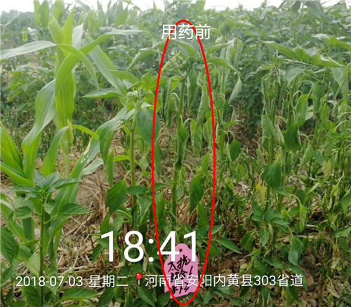 1535339249153421eaOF.png 圖片2.png