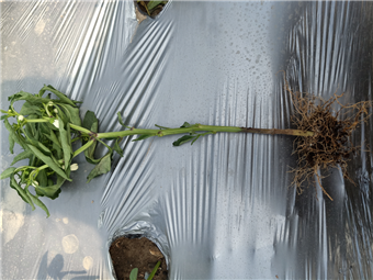 1536627694494507q7CH.png 圖片1.png