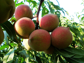 1539072521684001yPPv.png 圖片1.png