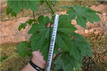 153916164838162780s7.png 圖片3.png