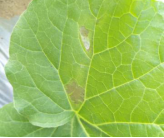 1544755355936613CPGn.png 圖片1.png