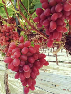 15542731399409839Ft2.png 圖片4.png