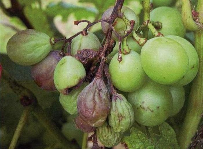 1554772393146513O8Tw.png 圖片3.png