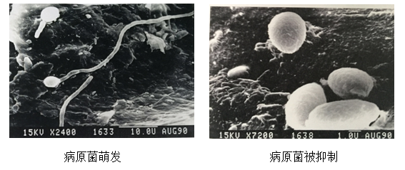 15547740473790577YF7.png 圖片9.png