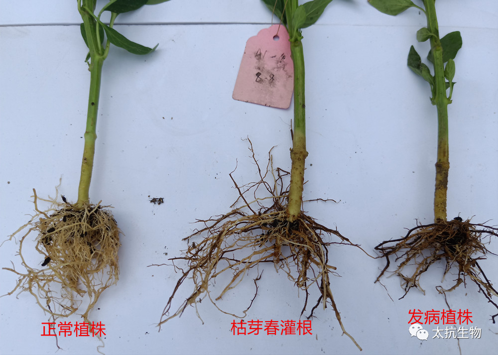 15547742949027876uNO.png 圖片16.png