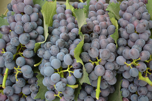 1555051820156638hZx4.png 圖片7.png