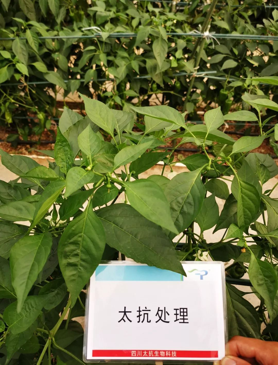 1572424924639429ZeVA.png 圖片13.png